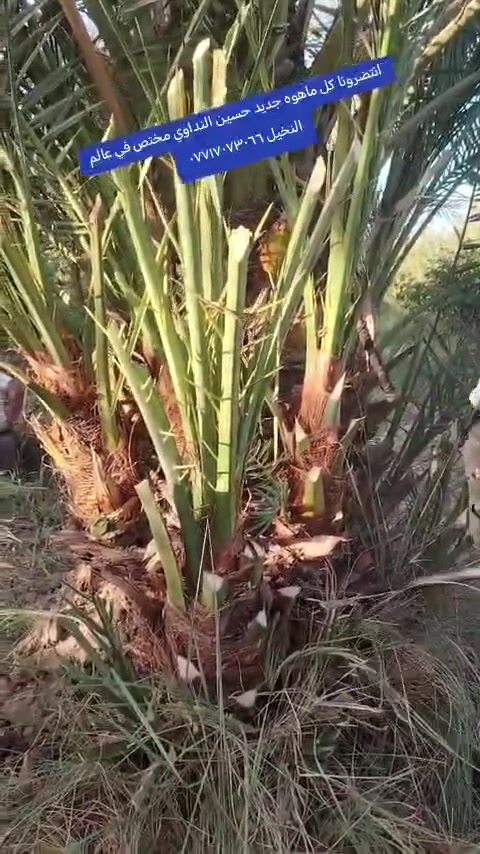 فسائل برحي • مفتوح العدد • جديدة الشط