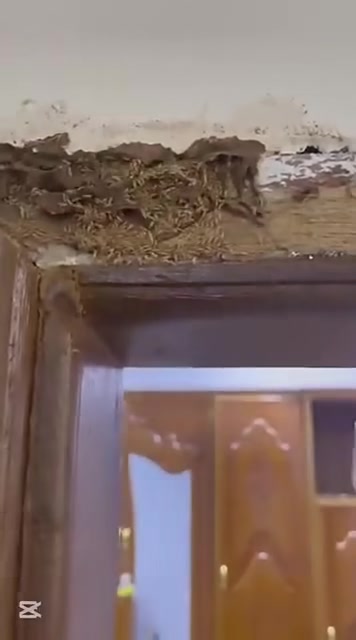 يوفر لكم  شركة النسور الزراعي المختصة بكشف ومكافحة حشراة الارضة والقوارض بجهاز السونار  ⚜🥇

كشف حشره الارضه بجهاز السونار ✅

***********واتساب

ضمان5 سنوات فما فوق ✅ 

نستخدم أفضل العلاجات المرخصه من وزاره الصحه العراقيه ✅

***********واتساب

 #الأفضل في العراق في مجال مكافحة جميع #الحشرات_والقوارض

 بأستخدام أفضل المواد وبأنسب الأسعار ✅

💠 القضاء على الحشرات الزاحفة والطائرة والقوارض 🪰🪳🐁

💠 القضاء على حشرة النمل الابيض #الارضة بشكل نهائي وبضمان 5 سنوات 

#اتصل_ألان #خدمات_مكافحة_الحشرات #العراقيين
#الحل_النهائي #بغدادالبياع #بغدادالعراق

