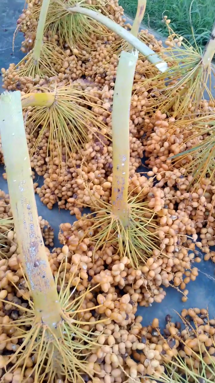 تمر خستاوي • دبس • مجمدة