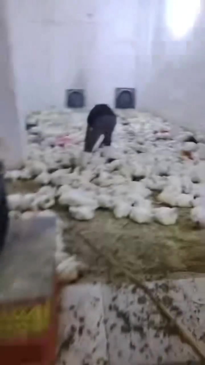 دجاج حي • تنظيف مجاناً • المدحتية