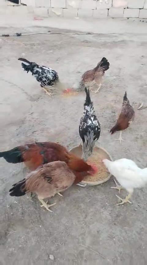 دجاجات عرب • وجه بياض • الشافي