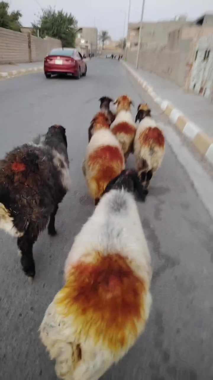 السلام عليكم
يوجد نعاج وراجين و عشر و بيهن محنيات شرط النصاحه العنوان بيجي *********** رقم الهاتف اتصال
يوجد خدمت توصل حسب الاتفاق
