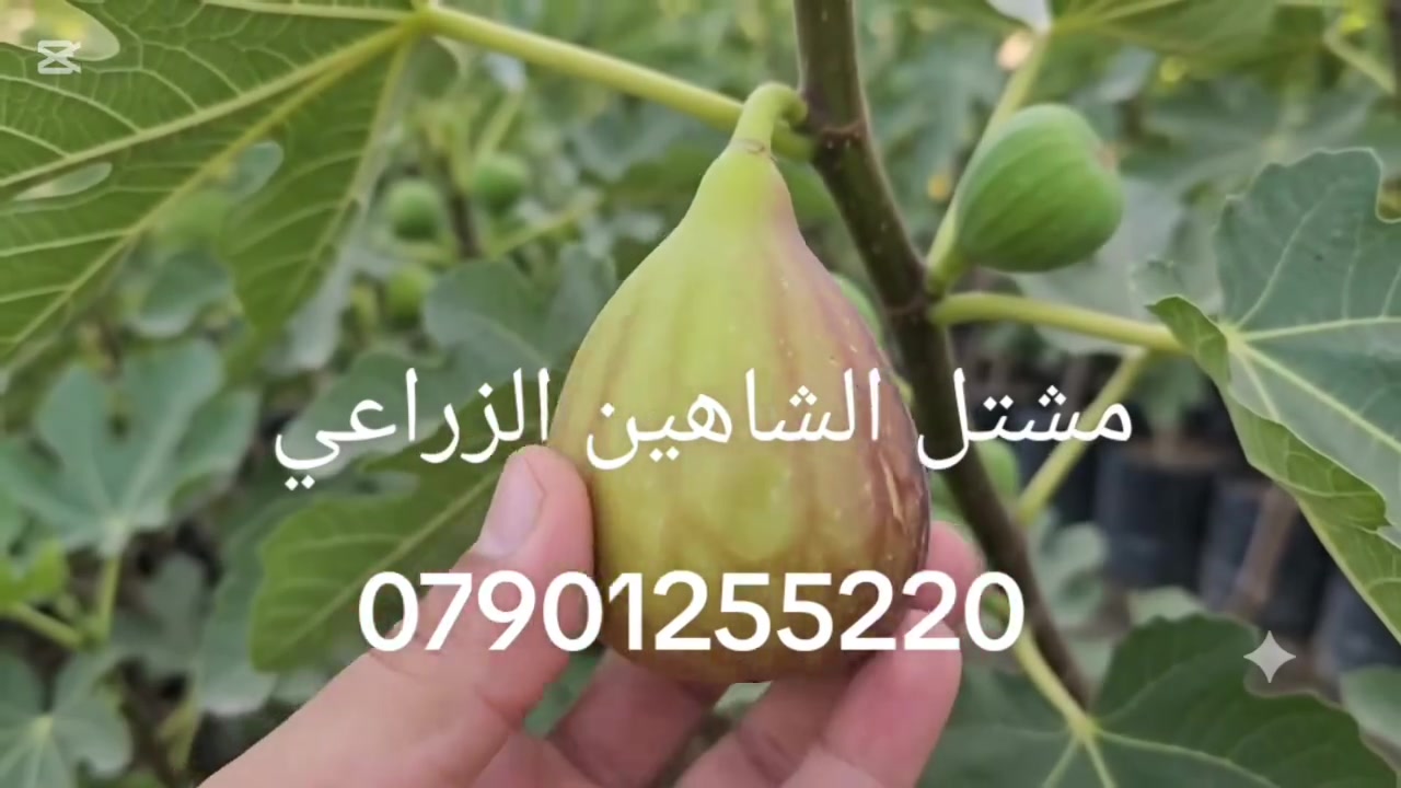 🌿 استقبلوا الموسم الخريفي بحلّة خضراء جديدة من مشتل الشاهين الزراعي! 🍂🪴
مع انطلاق موسم الزراعة والتشجير، نعلن عن توفر تشكيلة واسعة وشاملة من أرقى وأجود أصناف الأشجار والنباتات التي تلبي تطلعات عشاق الزراعة وأصحاب الحدائق والبساتين:
🌳 قسم الأشجار والشتلات:
 * أشجار ظل وزينة: لمسات جمالية وظلال وارفة لحديقتكم.
 * أشجار مثمرة: أصناف منتجة وموثوقة بعناية فائقة.
 * أشجار استوائية ونادرة: خيارات مميزة تزيد حديقتك تفرداً.
🌿 قسم النباتات والمتسلقات:
 * نباتات داخلية: لإضفاء الحيوية والأناقة داخل المنازل والمكاتب.
 * متسلقات ونباتات زينة خارجية: سياج أخضر وإزهار مميز طوال الموسم.
 * نباتات عطرية وطبية: انتعاش طبيعي وفوائد صحية في متناول يدك.
🚚 خدمة التوصيل: متوفرة وسريعة مباشرة إلى باب البيت أو المزرعة.
📍 الموقع: بغداد – الدورة – أبو دشير – شارع خط النفط
📞 للحجز والاستفسار: ***********
أهلاً وسهلاً بكم، ونتشرف بزيارتكم!
