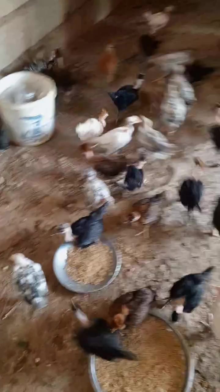 متاح افراخ للبيع ارگابي ملقحات كامل العمر شهرين المكان الهارونية الاستفسار ***********

@الجميع
