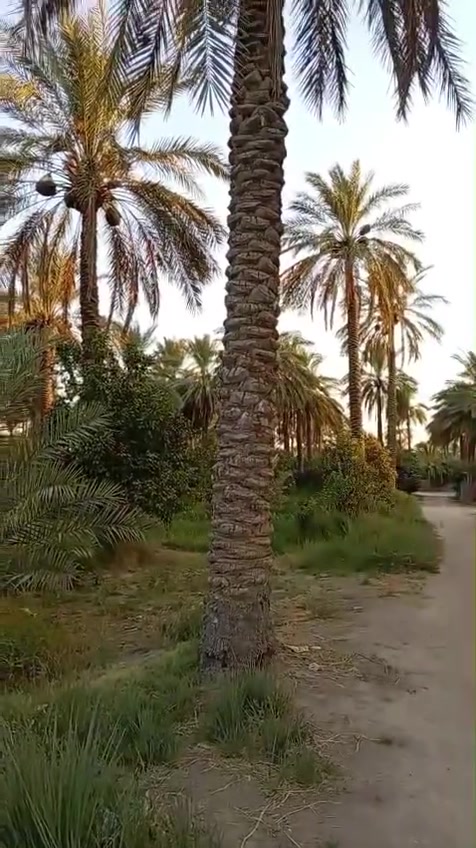 بستان شاطيه ٢٤ دونم خمسه دونم طابو ولباقي عقد ١٧ وجهه سده مع 4 ابيوت الصويره للاستفسار على رقم ***********
