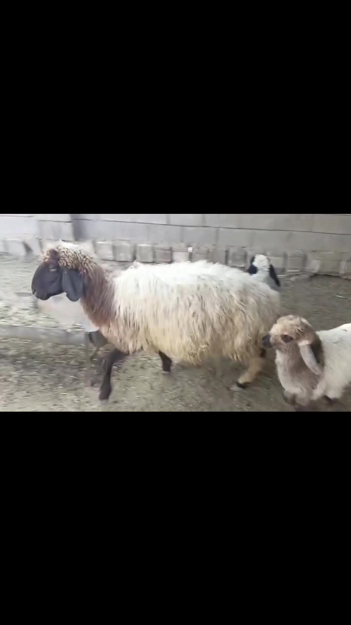 نعجه • مطفل • الفلوجه النساف