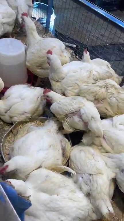 عرض كيلو دجاج  2750 خشن والناعم تاريخ  6_9
❌ توصيل محافظات ماكو …الوزن من كيلوين ونص  لحد 4 كيلوات 

التوصيل المتوفر المسيب السدة الاسكندرية الحصوه المحاويل
———————-
🍗 عرض أسعار الدجاج المقطع كيلو ٥ الاف دينار 
———————
🐔 كيلو صدر دجاج ٥ الاف 
🍗 كيلو أفخاذ — ٥ الاف 
🍗 كيلو أجنحة — ٥ الاف 
🐓 كيلو رقاب — ٢٠٠٠
🍗 كيلو كبد صافي — ٥٠٠٠
🍗 كيلو كبد وحواصل (ممفتوحة) — ٤٠٠٠

يوجد تجهيز كباب دجاج حسب الطلب 
━━━━━━━━━━━━━━

🏪 محلات أولاد هاشم
لبيع الدواجن الحي والمقطع

📍 بابل – المسيب
مدخل الجسر القديم

🚚 خدمة توصيل لجميع المناطق
📞 ***********
