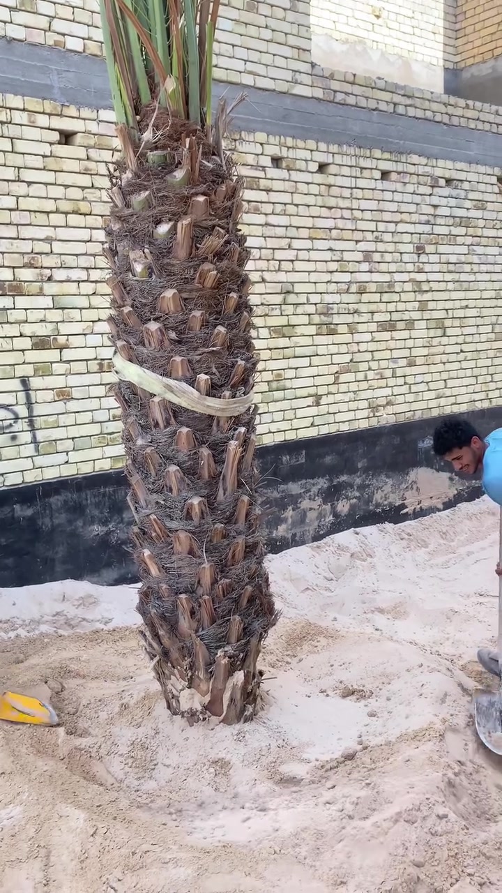 سلام عليكم عشاق ومحبين النخيل مستعدين لبيع وشراء كافة انواع النخيل الموقع بصره ابو الخصيب ***********
