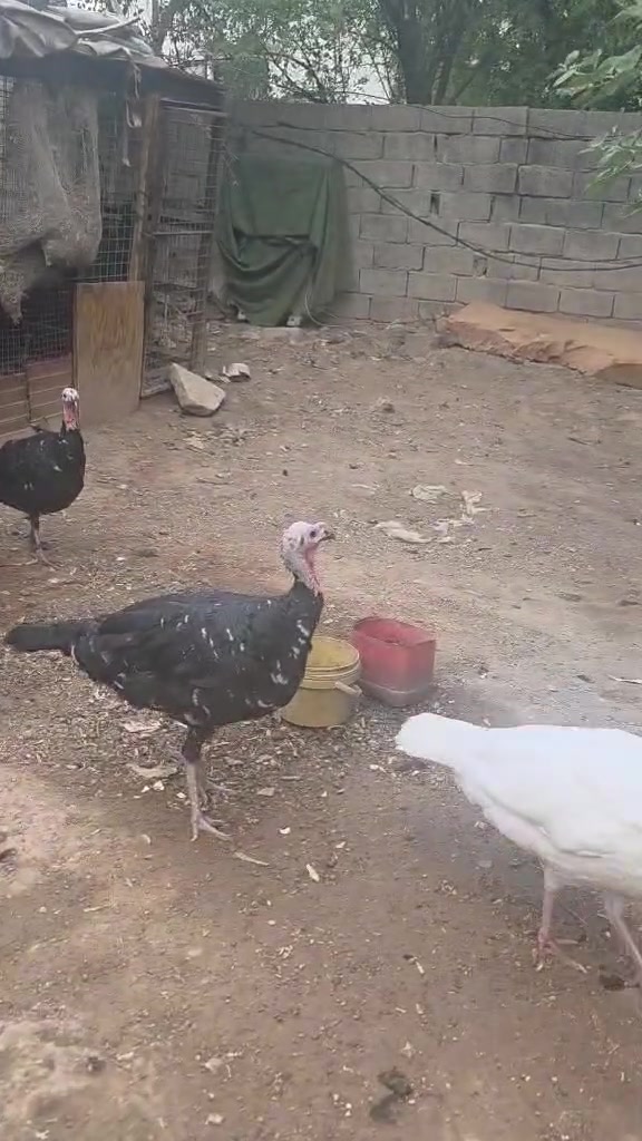 بسمايه بغداد • قابل تفاوض