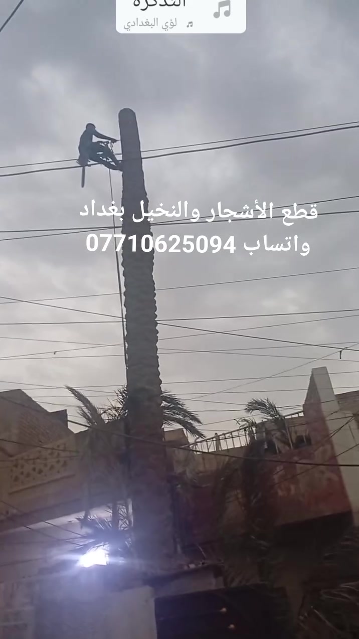 بغداد • قطع أشجار • نخيل