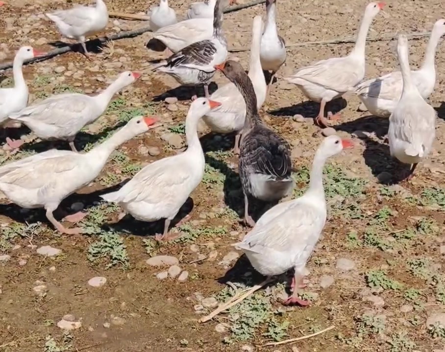 ئەم قازانە بۆ فرۆشتن ماڵێکی پاک و جوان و تەندرووست پەیوەندی بکە *********** شوێن نزیک سمود
