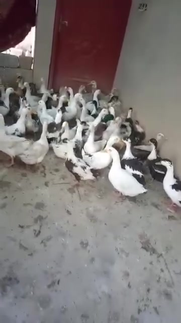 بطاطين • فرنسي • موصل يمين
