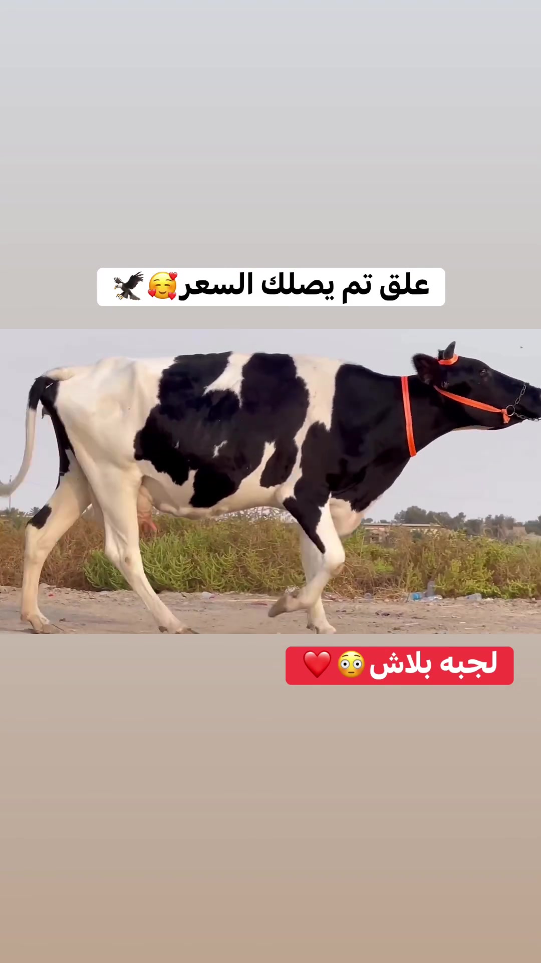 #علق تم يصلك السعر 
*********** بي واتساب 
مكان السماوة
