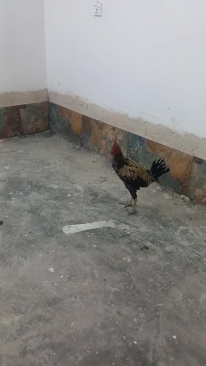 ديج عرب • للبيع • حي الحسن العسكري التاجي
