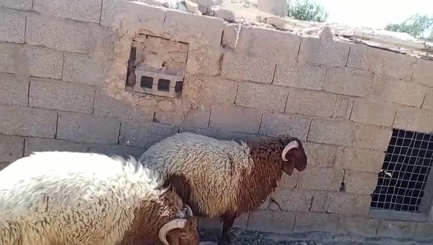 #مكلف_بالنشر 
من رخصة الادمن طليان اثنين خشنات ماشاء الله عليهن معروضات للبيع الشراي يتواصل على : ***********
