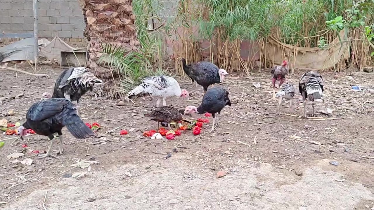 ٦ فسيفس • ٣ فحل • ٣ نثايه