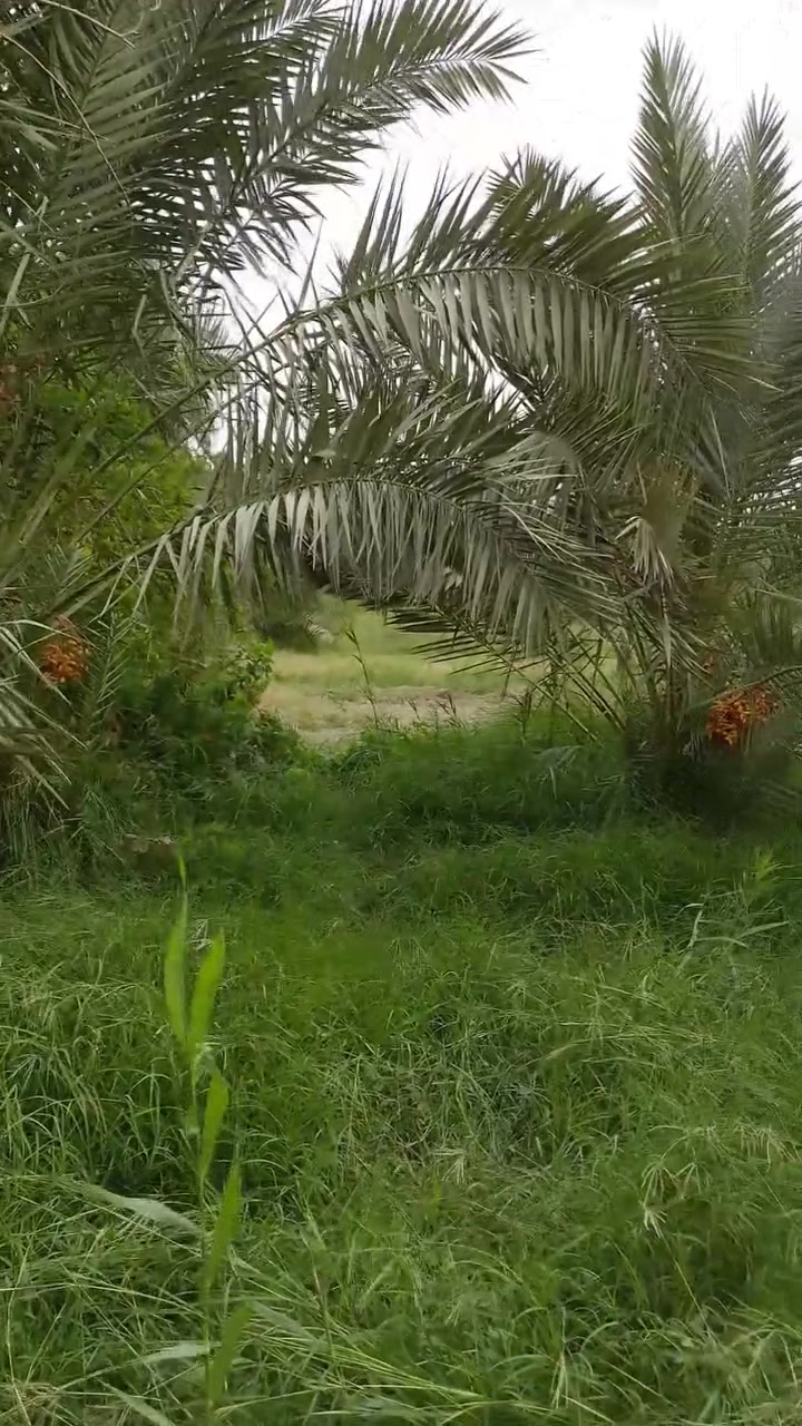 دونم للبيع كافه الخدمات ماء وشارع وكهرباء ومولد الموقع نهايه قريه سيد حسين قرب بستان سيد شاكر..... للاستفسار اتصل ع هذا الرقم ***********
