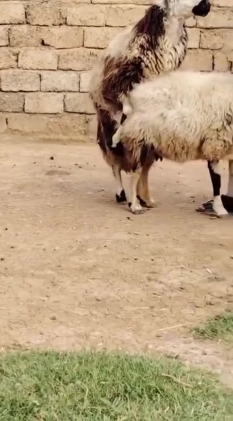 فحل • مبدّل سنون • رقم واحد