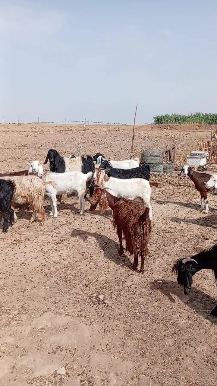 شلع • للبيع