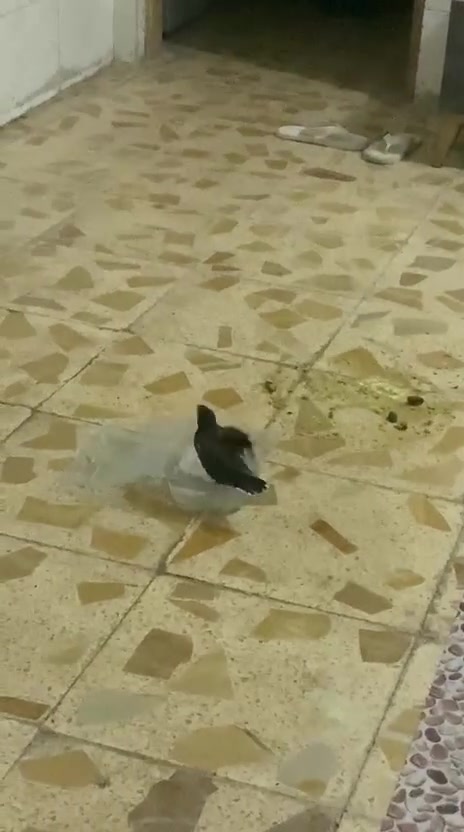 طير مينه • اليف • بصرة