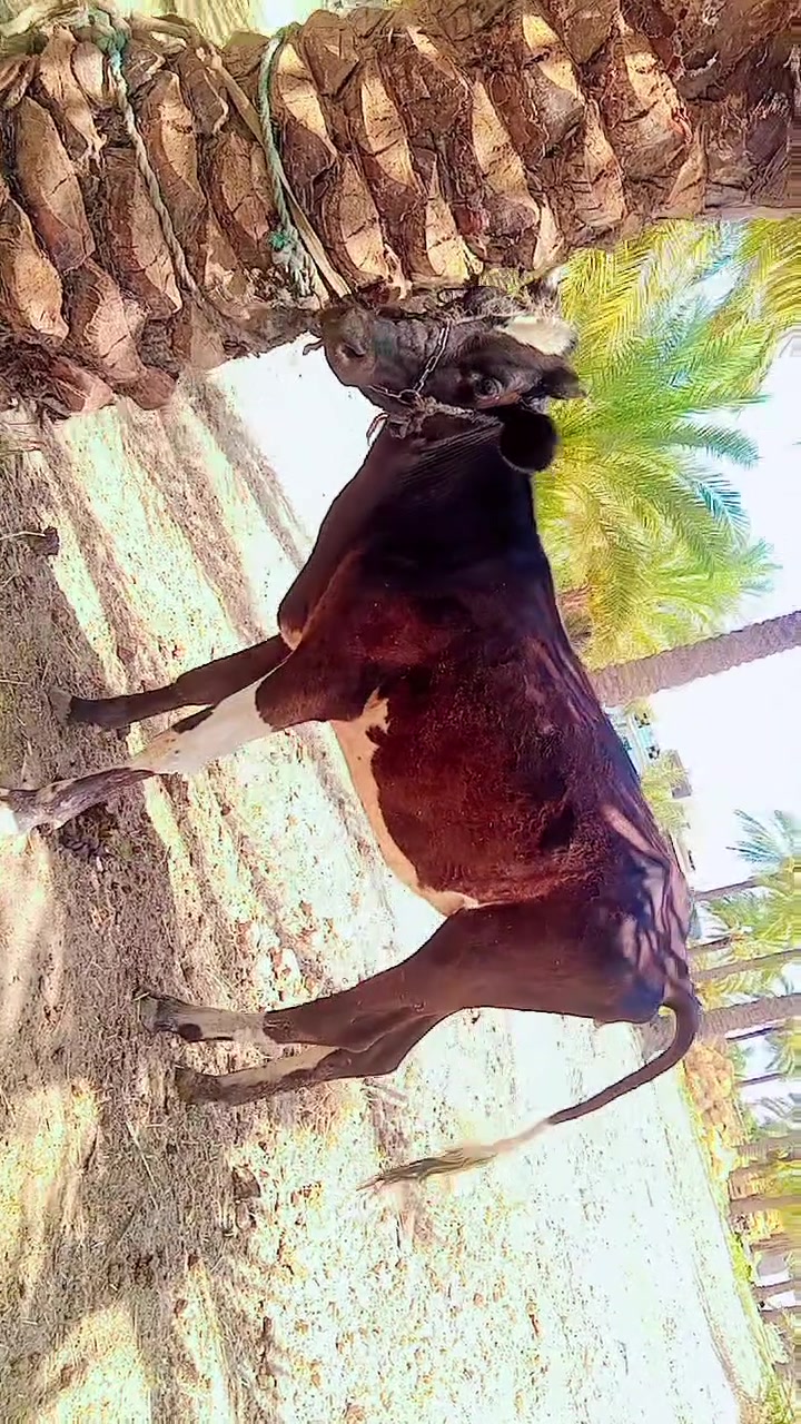 سلام عليكم اخوانه اهل المواكب بجر كصابه تعبر ال 100 وشتريد حلال كصابه شيخطر بالك موجود مكاني بابل جبله  واسعار مناسبه جداً ***********
