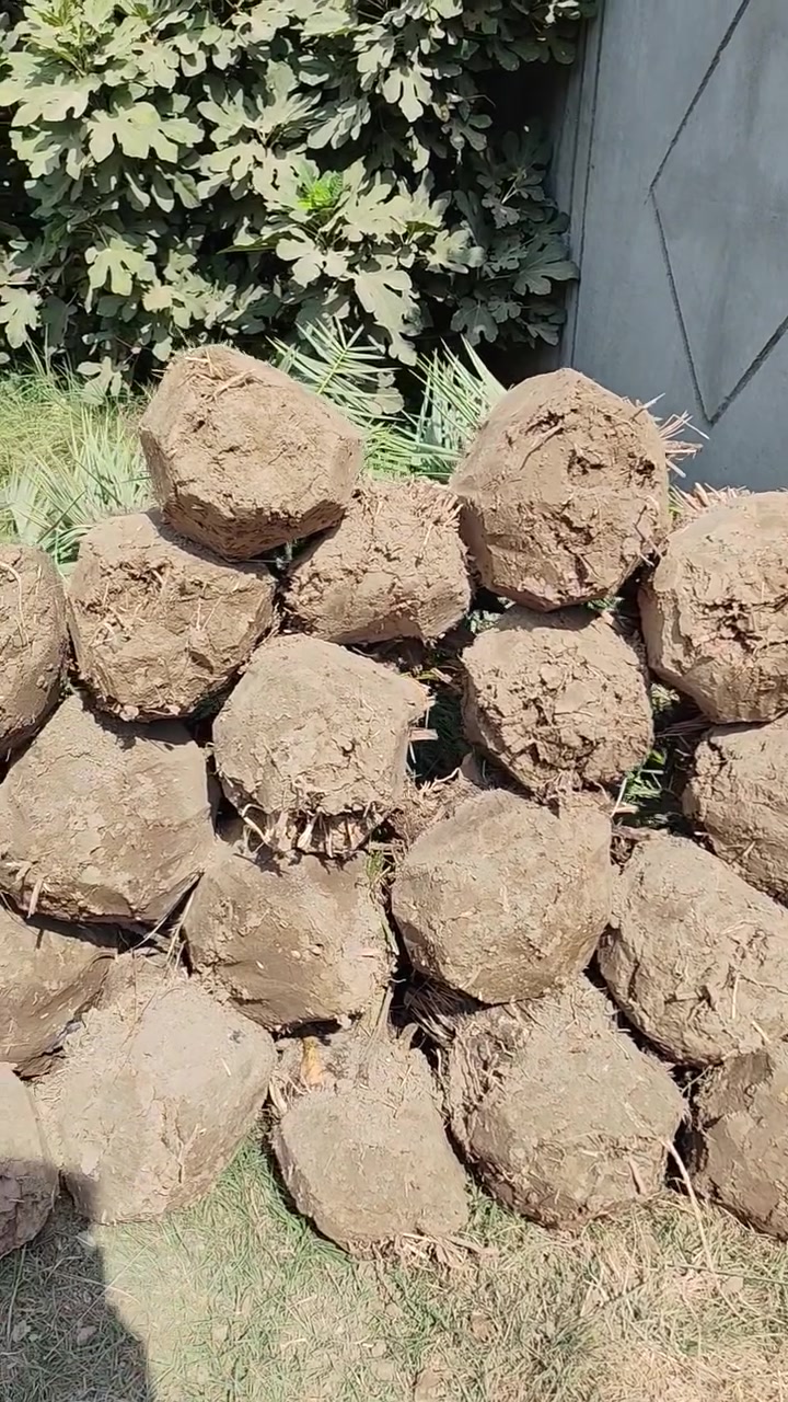 السلام عليكم يوجد لدينا بريم ومكتوم وبلكه وبرحي بل طينه ويوجد لدينا توصيل لكافة محافظاتالعراق***********
