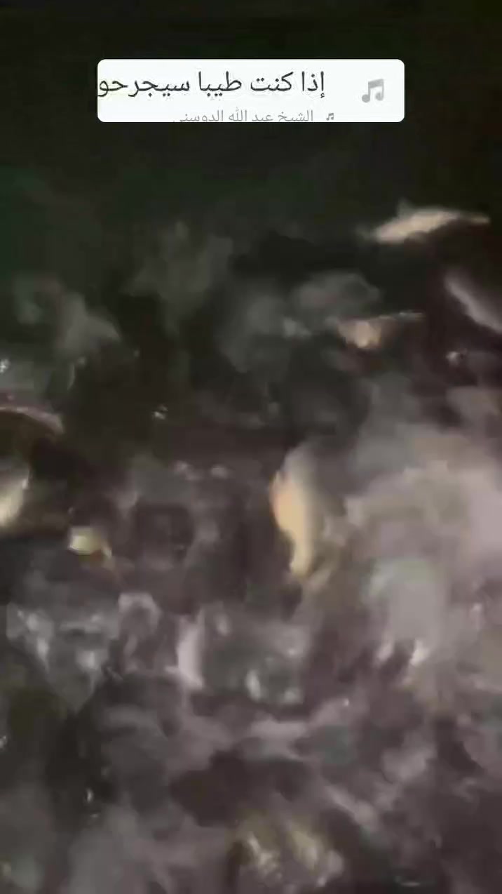 🔥اسماك النور
اليوم وفرنالكُم أقوى العروض وأطيب الطعم 😋🐟
🐟 السمك المشوي وكامل بس بـ 5500  مشوي  كامل 
🍗 فقط!
لا تفوّتون العرض… الطعم الأطيب والسعر الأقوى 🔥
حياكم الله ❤️

#أسماك_النور---واتساب ***********
