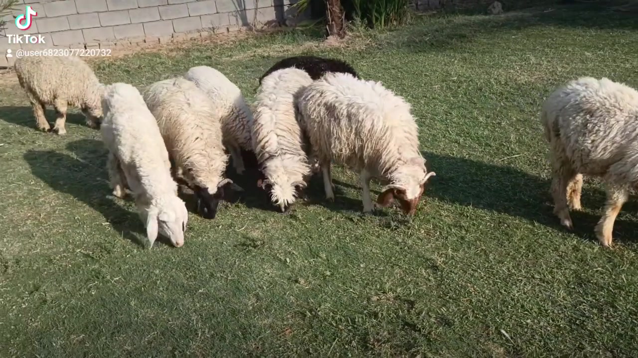 بسم الله الرحمن الرحيم متاح طليان للبيع العدد 9 سبعه طليان واثنين نتايه حلوات مالات ربط ناصحات خير من الله وين الرباطه طليان حلوات وناصحات مكانهن بغداد المشاهده قرب التاجي سعر الزوج قفل ب 525.///‏‪***********
