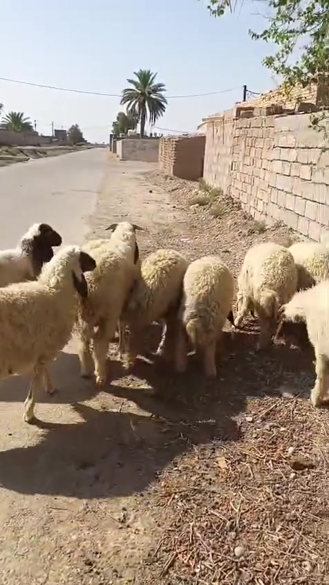 بسم الله ما شاء الله
#طليان  العدد ١٢ تسعه فطايم وثلاثه فحل طليان كلهن شكه من حلال كريش حلال خير من الله وكصه وحده يرهمن ارباط وكصابه المكان واسط الشحيميه قريه ١٠
***********
