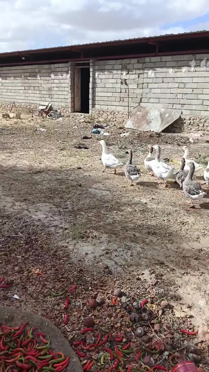 للبيع سعر الزوج ٥٠ ألف
***********
