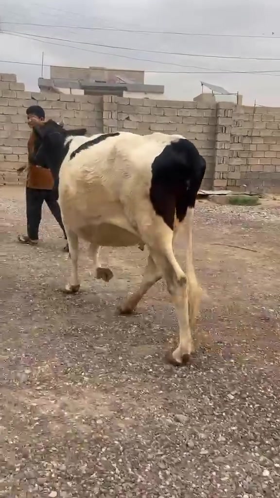 ناحية الزاب • حاطه على ميلاد • شرط الحليب