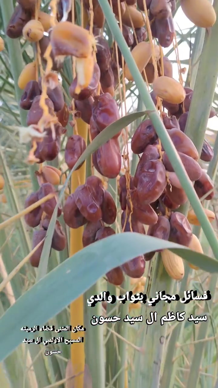 فسائل مجاني • بثواب الوالد • الرميثه المسبح الاولمبي