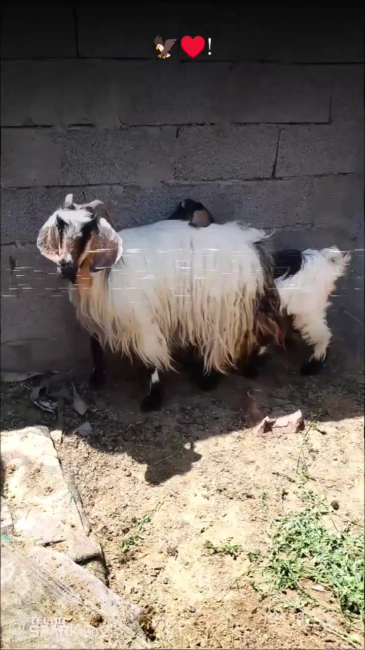 متاح زوج معزه مالات جنيه درجه اوله شرط النصاح وعله كل عيب سن وشطر وراهن جدايه مقوزات ماشاء عليهن السعر 700 الف يوجد توصيل ***********

