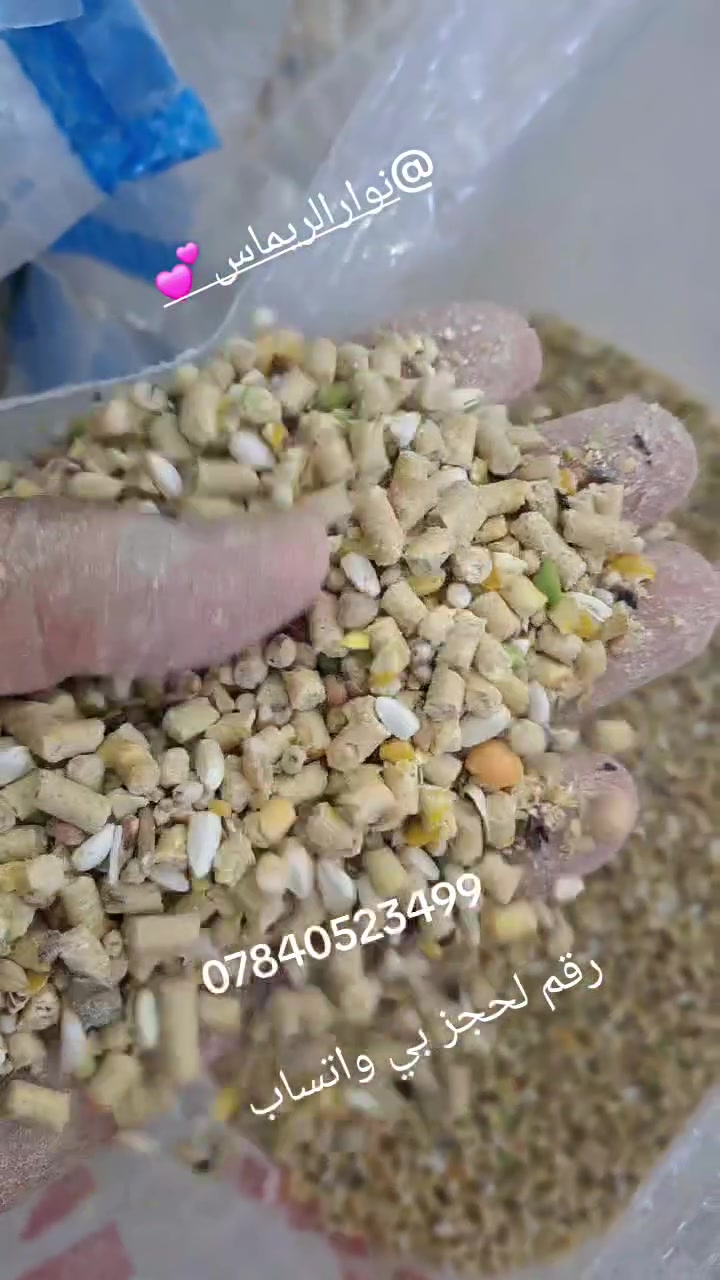 🌿 أعلاف الريماس.. السر الحقيقي لنجاح مشروعك وضاعف أرباحك!
إلى كل مربي دواجن يطمح للتميز والإنتاج الوفير.. هل تبحث عن التغذية المثالية التي تضمن لك صحة قطيعك، سرعة النمو، وأعلى إنتاج للبيض؟
مع أعلاف الريماس (متكامل المراحل، كرزات كتوت ومرحلة ثانية)، أنت توفر لطيوركم غذاءً مدروساً بعناية يحتوي على كل العناصر المفيدة لضمان:
📈 زيادة ملحوظة في الوزن والإنتاج.
🛡️ تحسين المناعة والصحة العامة للطيور.
🥚 إنتاج بيض يومي وفير وبأعلى جودة.
لا تترك نجاح مشروعك للصدفة، اختر الحل الشامل الذي يثق به أهل المهنة واجعل قطيعك في قمة الأداء!
📍 متوفر الآن لدى:
وكيل بغداد المعتمد: أبوحسين الخالدي
📞 للحجز والاستفسار:
***********
نوار الريماس 
اعلاف الريماس
