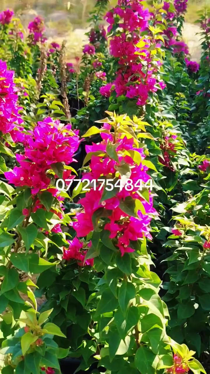 سعار جمله ومفرد
