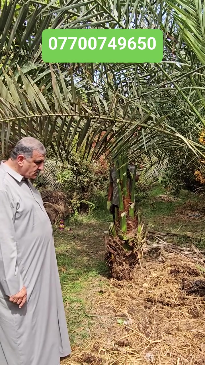 ديكور • حديقة • للبيع