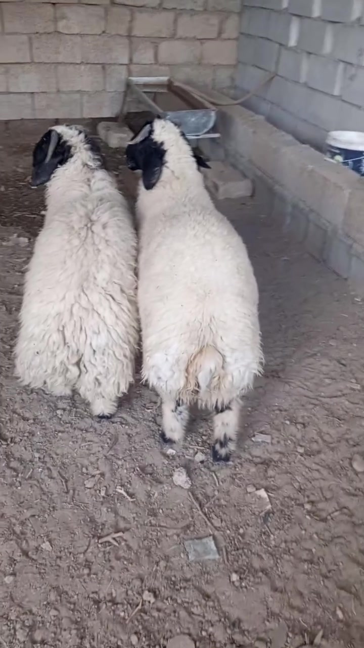طليان 2 • دجه 1 • العلم سمرة