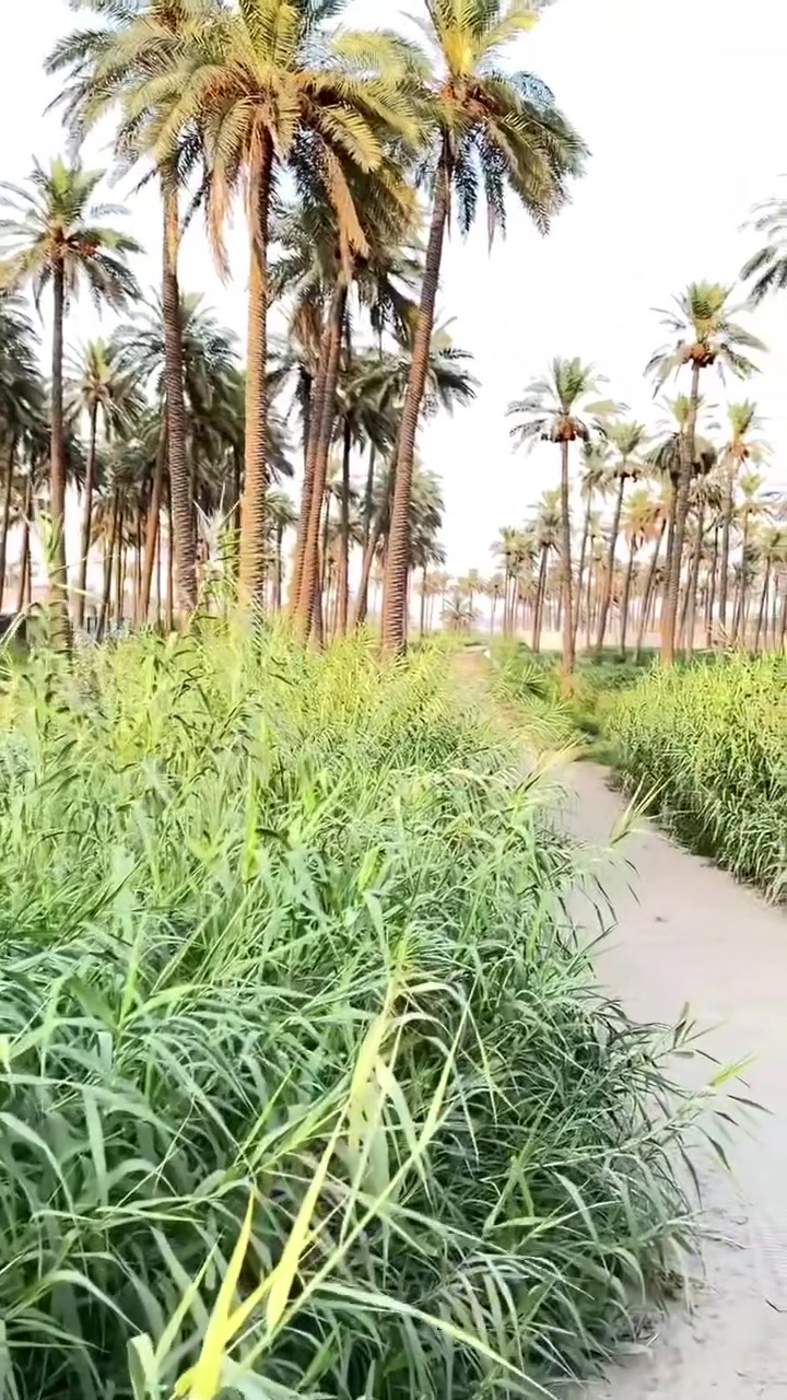 السلام عليكم نص دونم للبيع العنوان المدائن منطقة الجعارة يبعد عن نهر دجلة 100 متر وجه 20 متر طابو زراعي سند 25 الاستفسار ***********
