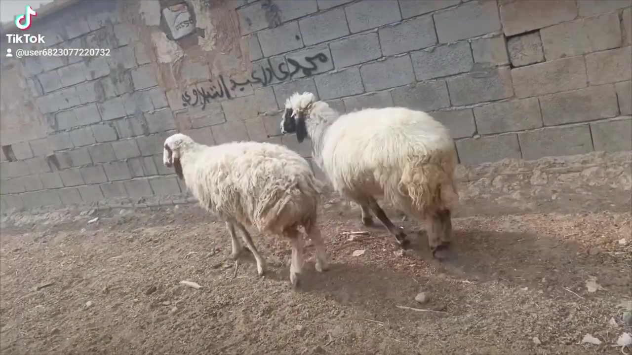 بغداد • اصايل • عدد ٢
