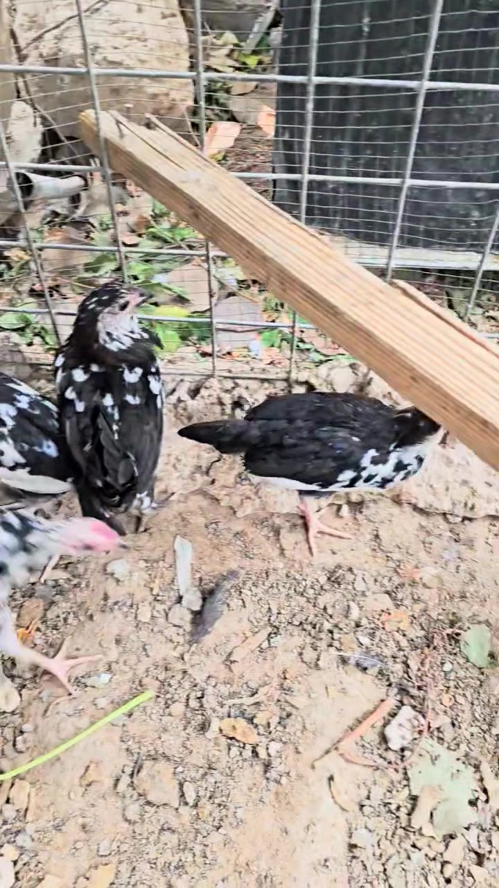 سامراء • عمر ٣ أشهر • ٣ بناتي