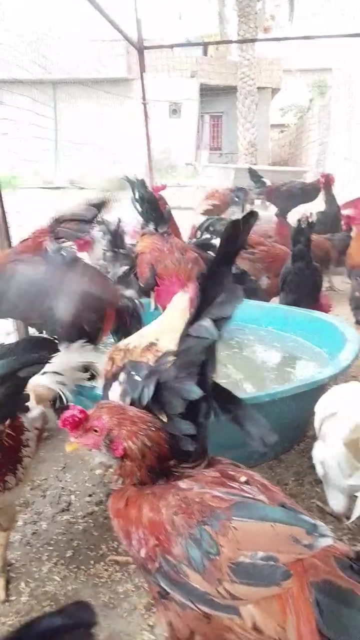 بسم الله وصول وجبه جديده ديوك العرب السعر 18 الف التك الواحد الوزن كيلوين وفوك العلم سمره مجاور جامع الرحمن ***********
