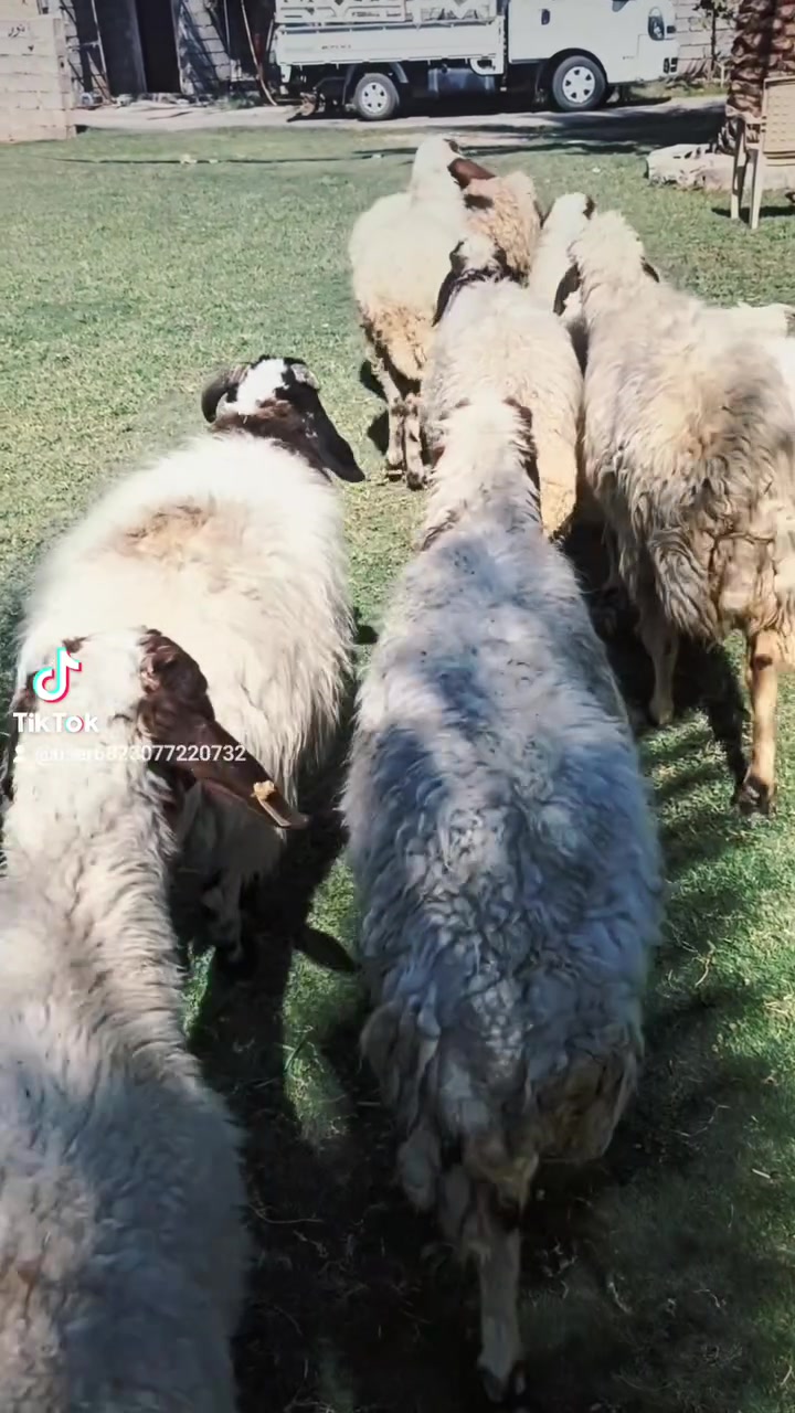 بسم الله الرحمن الرحيم حلال للبيع اسمع تفاصيل الحلال يلا تتصل على الرقم حلال العدد 9 حلال مال جني حلال بس جوعان راد له اكل ب حلال بي 7 ماخذات الفحل امانه الله مالات جني ونظيفات سن وشطر. صور سنون الحلال بالمنشور مكانهن بغداد المشاهده قرب التاجي سعر الزوج 500 قفل بدون عمله. ‪***********
