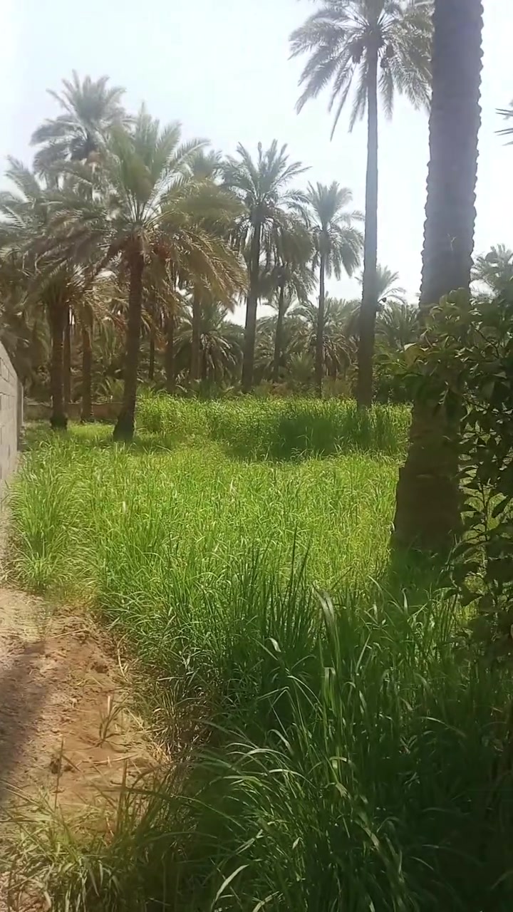 السلام عليكم 1دونم طابو زراعي سند 25 المكان الصويرة سدت بيت حسوني يبعد عن السده 200متر الاستفسار أكثر ***********
