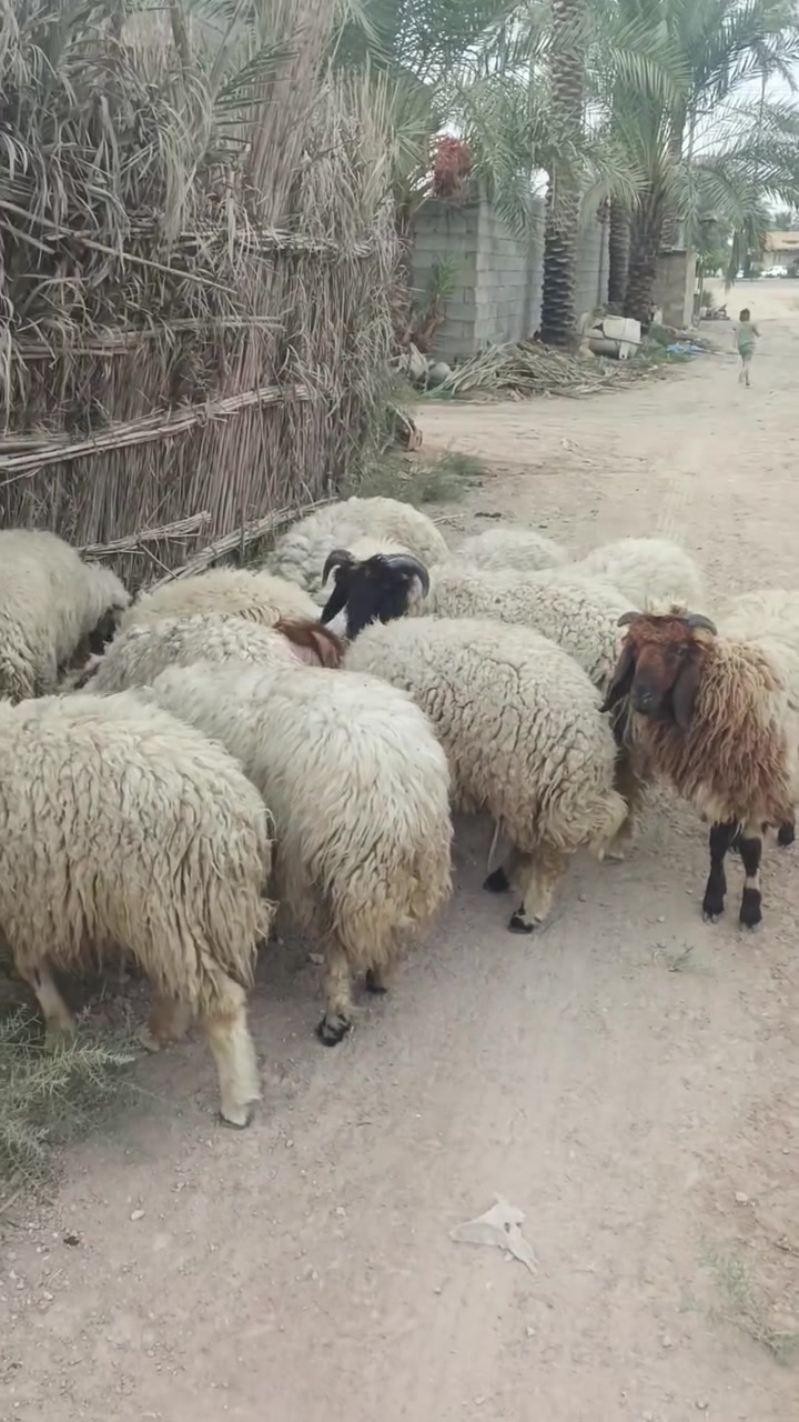 سمان • طليان • كربلاء