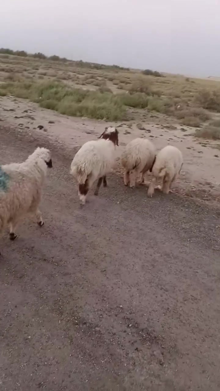 ٤ ذكور و٤ فطايم اثكال كلش مال كصابه وين الذباحه طليان أسمان وحلوه أذا شلع على ٣٢٥ وإذا تفاريد على ٣٤٠ الواحد ناصرية البطحاء توصيل ماكو الشراي يتصل ***********
