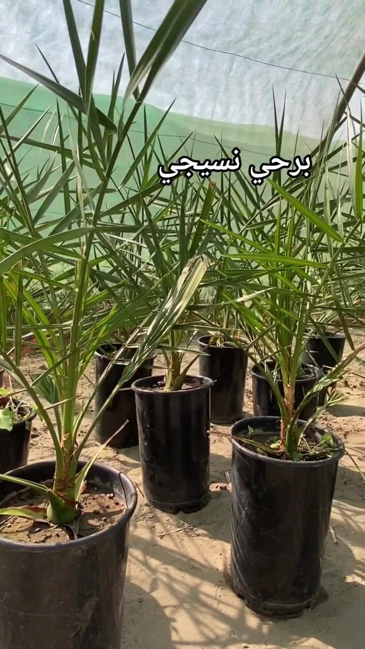 لا توجد تفاصيل
