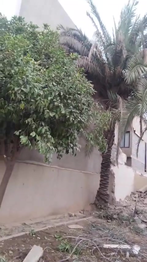 نخلات للبيع • مكلف بالنشر