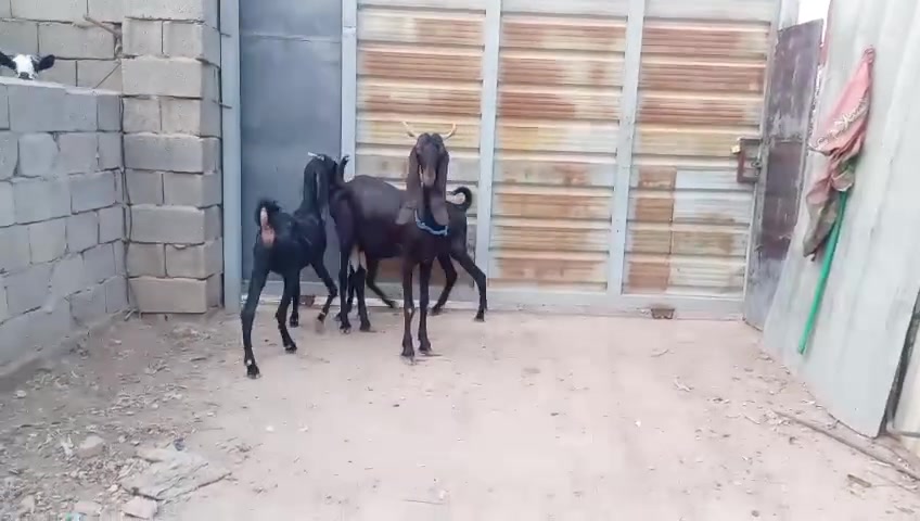 بغداد • نسائية • بنات