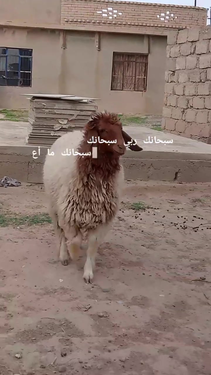دجه لحم • سمينه • الشرقاط الحوريه