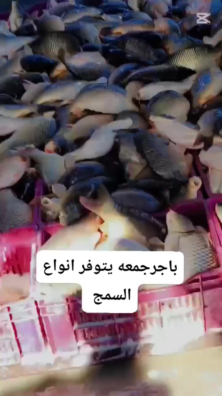 #علوه #البركه يتوفر انواع الاسمك
ناعم وخشن مال شوي 🐟✌️✅
اكو خدمه توصيل 🛵 *********** واتساب

